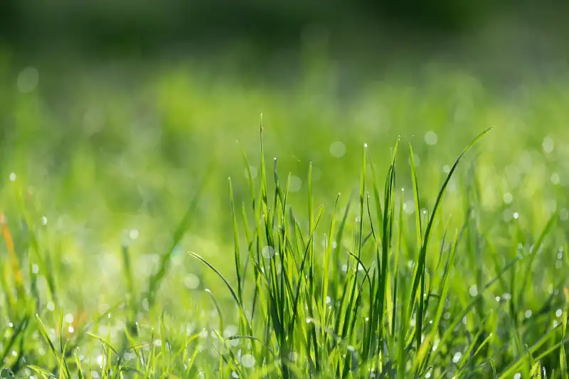 Can you mow wet grass in Indio, CA 