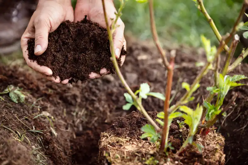 Professional Mulching Service in Indio, CA 